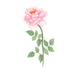 Rose Hand drawn sketch and watercolor illustrations. Watercolor painting Flowers. Rose Illustration isolated on white background.