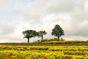 Fototapeta na wymiar Trees in a field of flowers