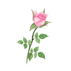 Fototapeta premium Rose Hand drawn sketch and watercolor illustrations. Watercolor painting Flowers. Rose Illustration isolated on white background.