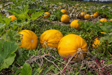 Obraz premium Erntereife Kürbisse für Kernölproduktion