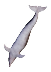 3D Rendering Dolphin on White