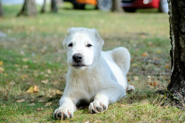 Cute homeless puppys in the street.