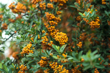 Shrubbery in the park