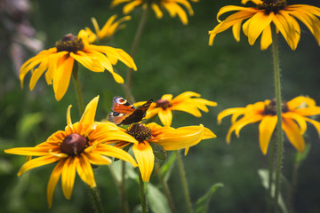 рудбекия и бабочка