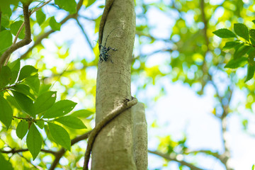 ゴマダラカミキリ