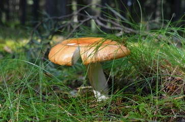 Mushroom russula with yellow cap grows in the grass in the forest
