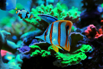 Fototapeta na wymiar Copperband Butterflyfish (Chelmon rostratus)