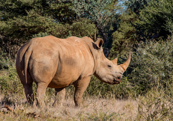 Fototapeta premium White Rhinoceros