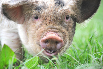 close up of a young kune kune piglet in a field