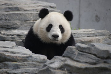 Fototapeta premium Loevely Panda's Face