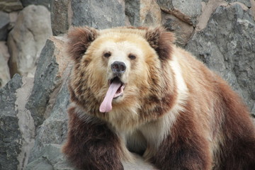 Brown Bear with his very Long Tongue