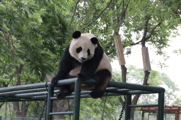 Obraz premium Giant Panda on the Beam, China