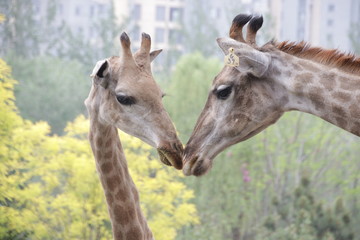 Fototapeta premium Mother Giraffe is kissing her Baby