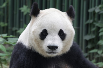Close-up Giant Panda 's Face, Beijing, China