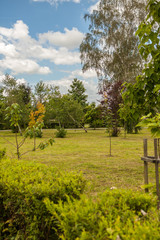 Obraz premium Trees in the park