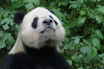 Obraz premium Funny Pose of Giant Panda, Beijing, China