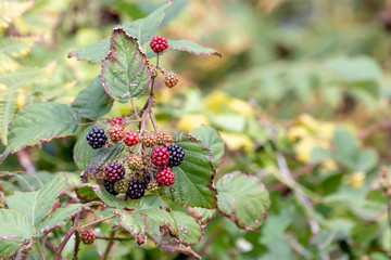 Wild Oregon Blackberries.