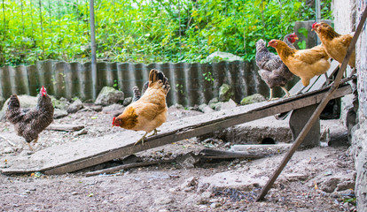 Domestic chickens walking in the backyard. Poultry coming out of the barn for a walk.