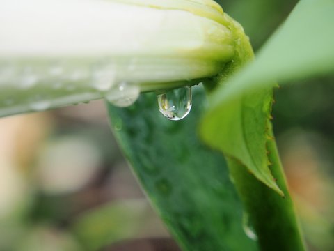 A drop of water hanging from the stem of the plant. After the rain.