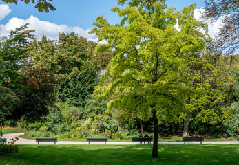 Jardin, Paris, champs Elysées, couple, arbre