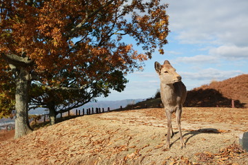 japan nara deer