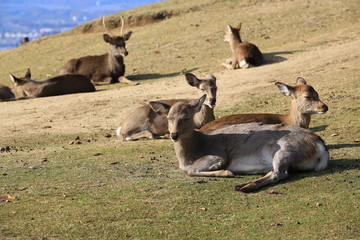 japan nara deer