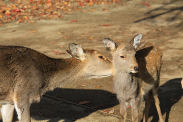 japan nara deer