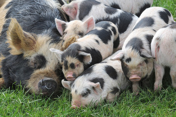 a pile of piglets © PeteG