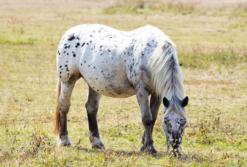 apple gray horse grazing