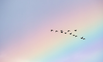 Le ali dell'arcobaleno