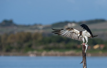 Falco pescatore