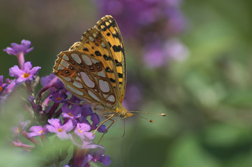 Z kwiatka na kwiatek