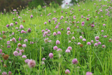 群生するアカツメクサ