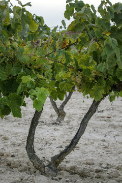White grape on the vine 