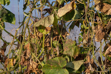 Aphids on the leaves and trunk of a cucumber in a greenhouse.