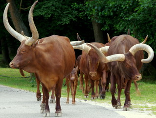 Dzikie krowy watussina asfaltowej drodze