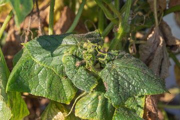 Aphids on the leaves and trunk of a cucumber in a greenhouse.