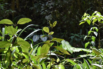 Leaves in the Amazon Jungle in Ecuadore