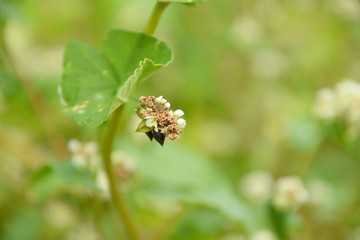 そばの花と実