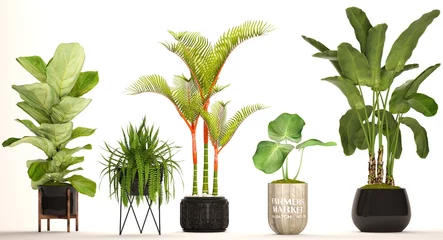 Fotobehang collection of ornamental plants in pots © Yurii