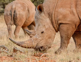 Fototapete Rund White Rhino © Cathy Withers-Clarke
