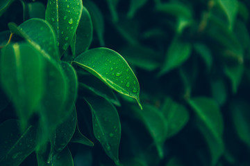 green leaves