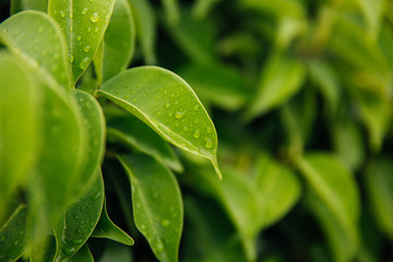 green leaves