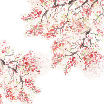 Japanese cherry blossom cherry flower. Watercolor illustration