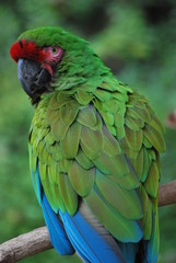Blue and Green Parrots