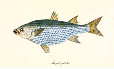 Ancient colorful illustration of Flathead Grey Mullet (Mugil cephalus), side view of the light blue fish with little yellow tones, isolated element on white background. By Edward Donovan. London 1802