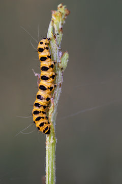 Tyria jacobaeae. Caterpillar photographed in their natural environment.