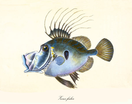Ancient colorful illustration of John Dory (Zeus faber), side view of the strange bluish fish, isolated element on white background. By Edward Donovan. London 1802