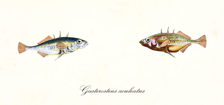 Two opposite colorful little fishes called Three-Spined Stickleback (Gasterosteus aculeatus), side view, isolated element on white background. By Edward Donovan. London 1802