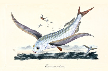 Ancient colorful illustration of Flyingfish (Exocoetus volitans), detail of the fish flying over the sea with its wings, isolated element on white background. By Edward Donovan. London 1802